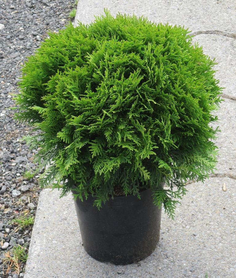 Туя западная Даника